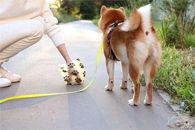 狗狗大便异常:3种疾病警报与改善方法