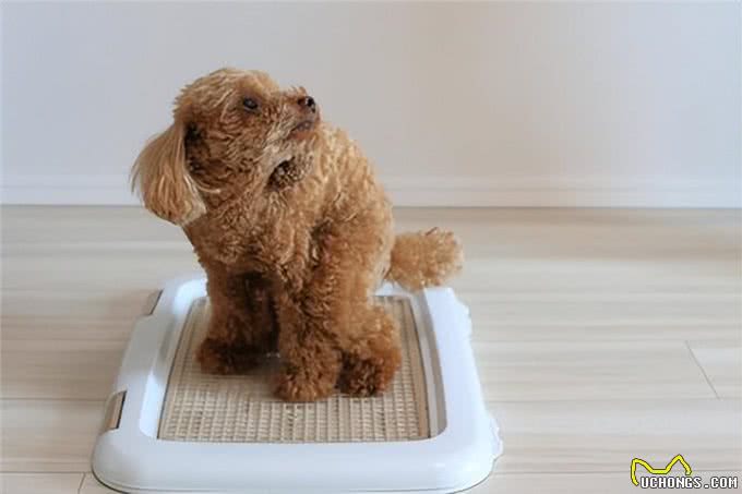 狗狗大便异常:3种疾病警报与改善方法