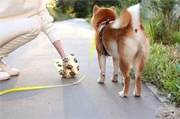 狗狗大便异常:3种疾病警报与改善方法