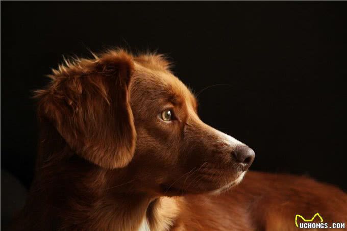 户外冒险与狗狗:探索新的散步和户外活动