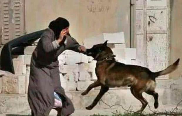 俗语说：喂狗别喂饱，是什么意思?其实后半句才是重点