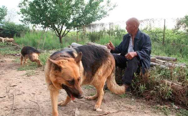 俗语说：喂狗别喂饱，是什么意思?其实后半句才是重点