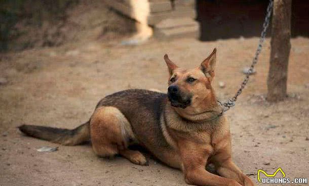 俗语说：喂狗别喂饱，是什么意思?其实后半句才是重点