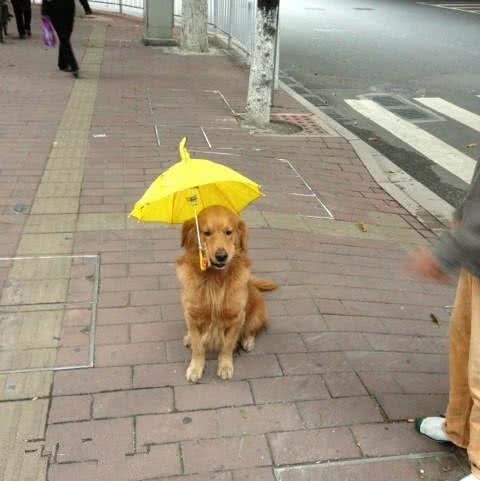 别光给自己摸防晒霜，狗狗夏天也是需要防晒的