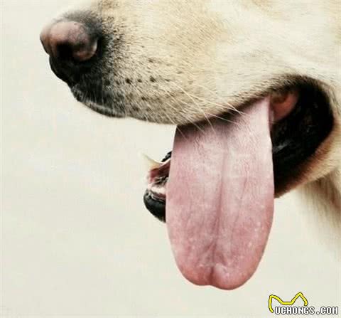 别光给自己摸防晒霜，狗狗夏天也是需要防晒的