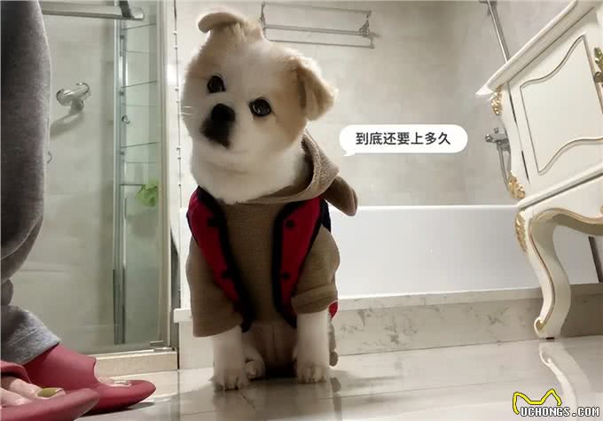 狗狗就算被误解，也要守护主人，这也太暖心了!