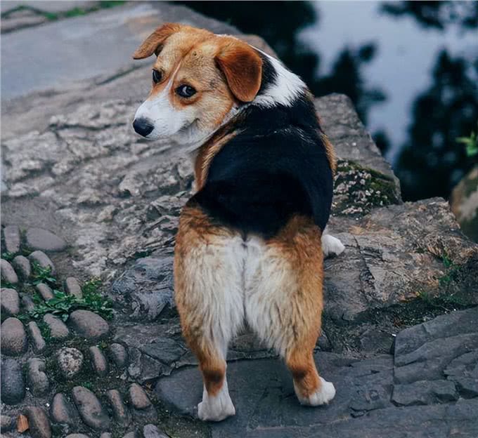 狗狗就算被误解，也要守护主人，这也太暖心了!