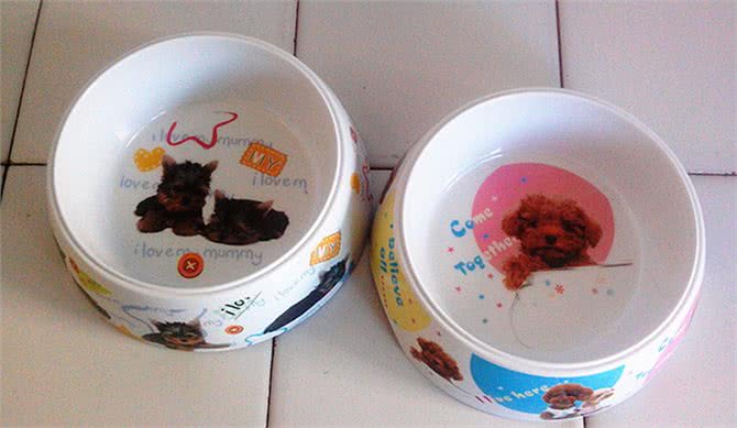 家里新来了狗狗,主人准备狗狗用品时,是否知道如何挑选食盆呢?