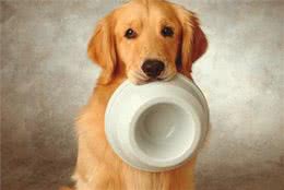 家里新来了狗狗，主人准备狗狗用品时，是否知道如何挑选食盆呢?