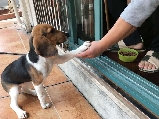 刚接回家的狗狗,这几件事别着急做,会影响健康