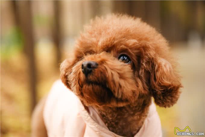 刚接回家的狗狗,这几件事别着急做,会影响健康