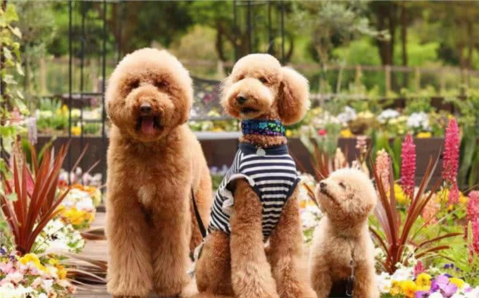 刚接回家的狗狗,这几件事别着急做,会影响健康