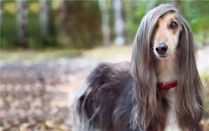 刚接回家的狗狗,这几件事别着急做,会影响健康