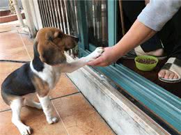 刚接回家的狗狗，这几件事别着急做，会影响健康