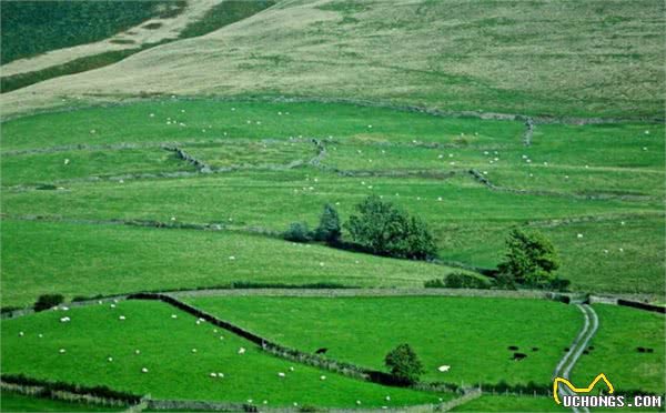 智商排名第一的边牧其实就是个放羊的