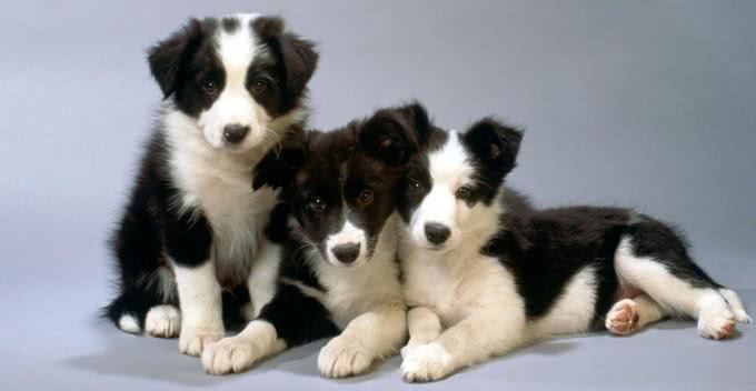 智商排名第一的边牧其实就是个放羊的