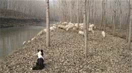 智商排名第一的边牧其实就是个放羊的