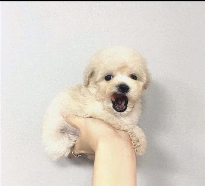 刚到家的小狗乱叫乱跑怎么办，驯服小萌宠，技巧看过来!