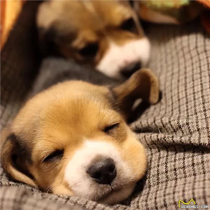 刚到家的小狗乱叫乱跑怎么办，驯服小萌宠，技巧看过来!