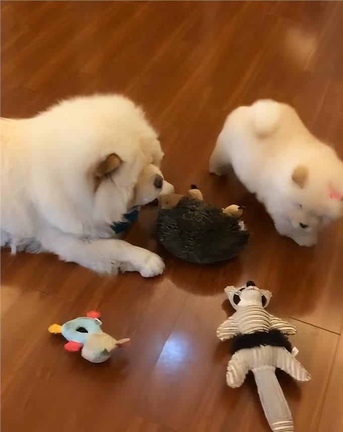 刚到家的小狗乱叫乱跑怎么办，驯服小萌宠，技巧看过来!