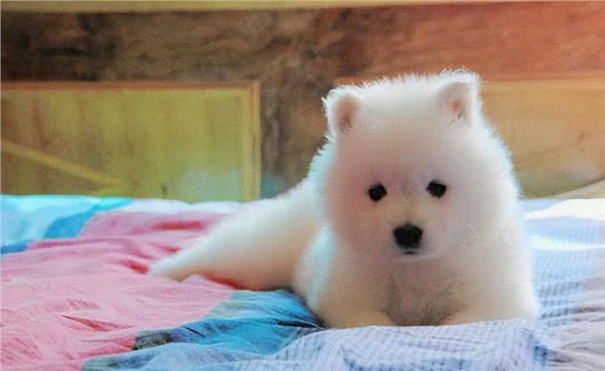 刚到家的小狗乱叫乱跑怎么办，驯服小萌宠，技巧看过来!