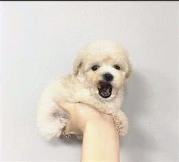 刚到家的小狗乱叫乱跑怎么办，驯服小萌宠，技巧看过来!