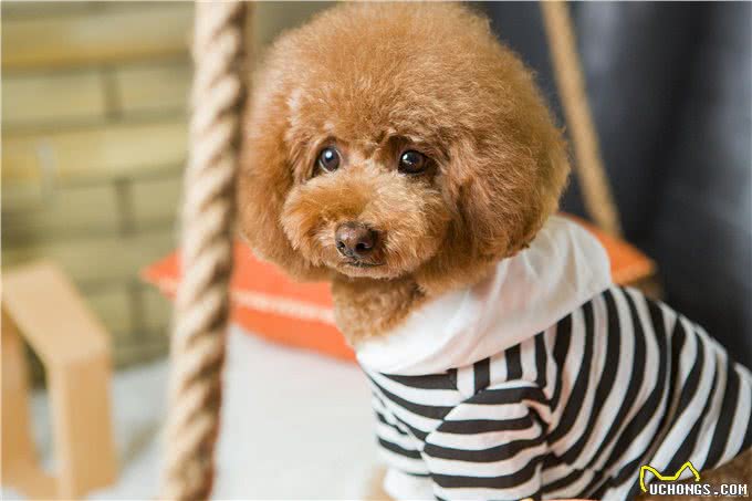 养狗小技巧:泰迪耳朵有螨虫怎么治疗最有效