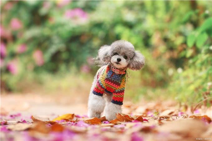 养狗小技巧:泰迪耳朵有螨虫怎么治疗最有效