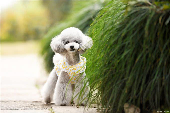 养狗小技巧:泰迪耳朵有螨虫怎么治疗最有效