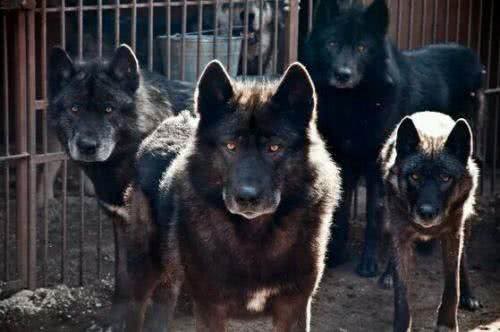 世界名犬—蓝湾牧羊犬