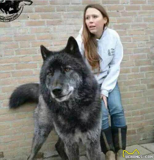 世界名犬—蓝湾牧羊犬