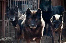 世界名犬—蓝湾牧羊犬