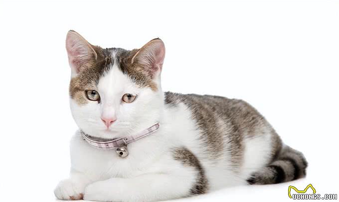 短毛猫第二弹:东方短毛猫与欧洲短毛猫，你不知道的4个区别