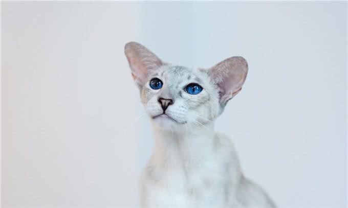 短毛猫第二弹:东方短毛猫与欧洲短毛猫，你不知道的4个区别