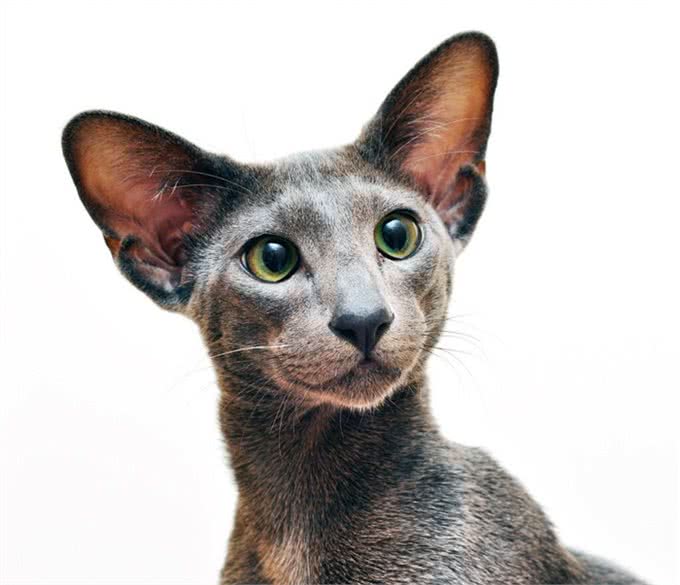 短毛猫第二弹:东方短毛猫与欧洲短毛猫，你不知道的4个区别