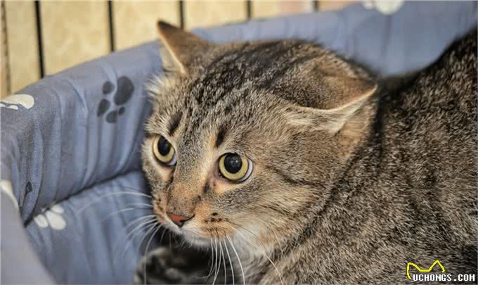 短毛猫第二弹:东方短毛猫与欧洲短毛猫，你不知道的4个区别