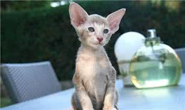 短毛猫第二弹:东方短毛猫与欧洲短毛猫，你不知道的4个区别