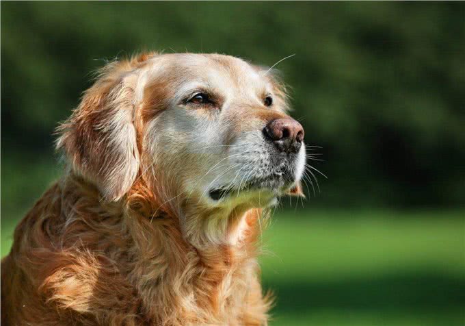 老年狗出现这3种现象，可能说明时间不多了，主人尽量陪陪它吧