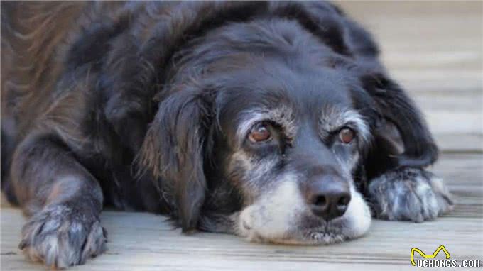 老年狗出现这3种现象，可能说明时间不多了，主人尽量陪陪它吧