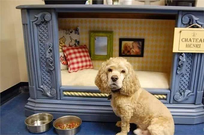 老年狗出现这3种现象，可能说明时间不多了，主人尽量陪陪它吧