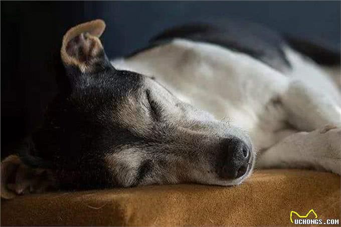 老年狗出现这3种现象，可能说明时间不多了，主人尽量陪陪它吧