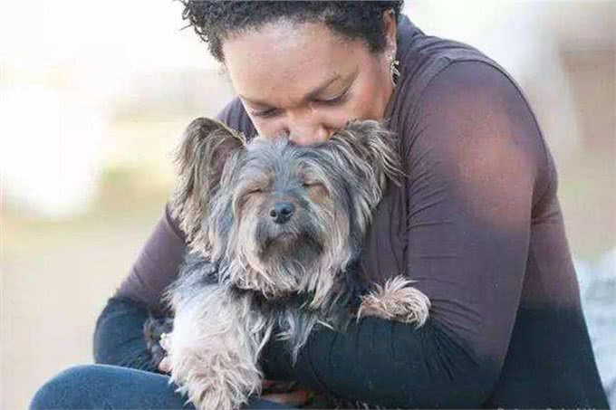 老年狗出现这3种现象，可能说明时间不多了，主人尽量陪陪它吧