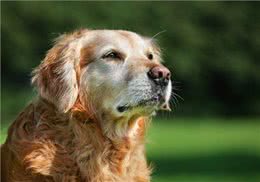 老年狗出现这3种现象，可能说明时间不多了，主人尽量陪陪它吧