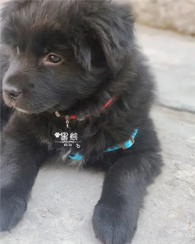 挑战全网最会撩人小狗!它是怎么做到又帅又御又撩人的?