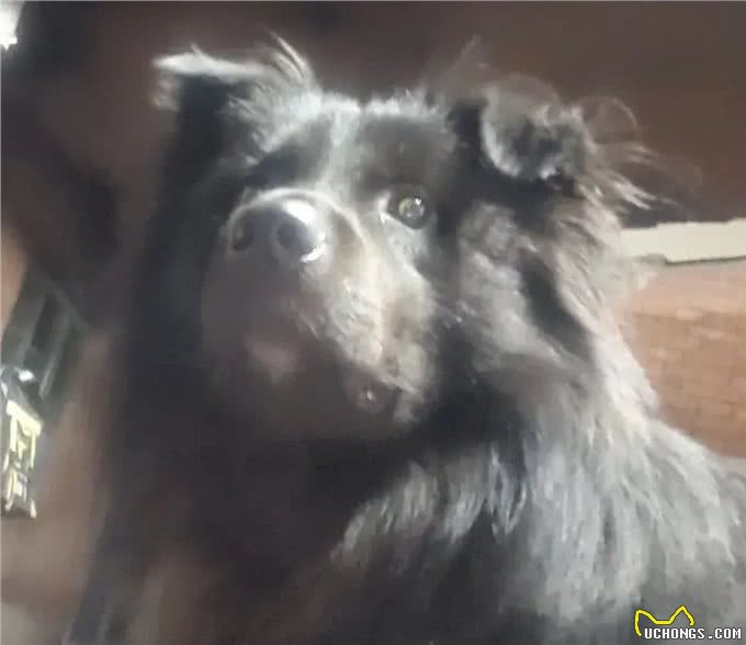 挑战全网最会撩人小狗!它是怎么做到又帅又御又撩人的?