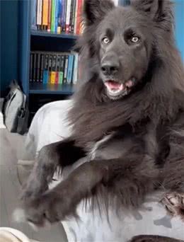 挑战全网最会撩人小狗!它是怎么做到又帅又御又撩人的?