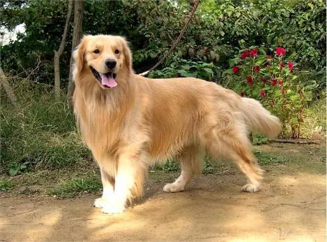 狗狗体型不同，喂养方面大有差异，狗粮选择有讲究