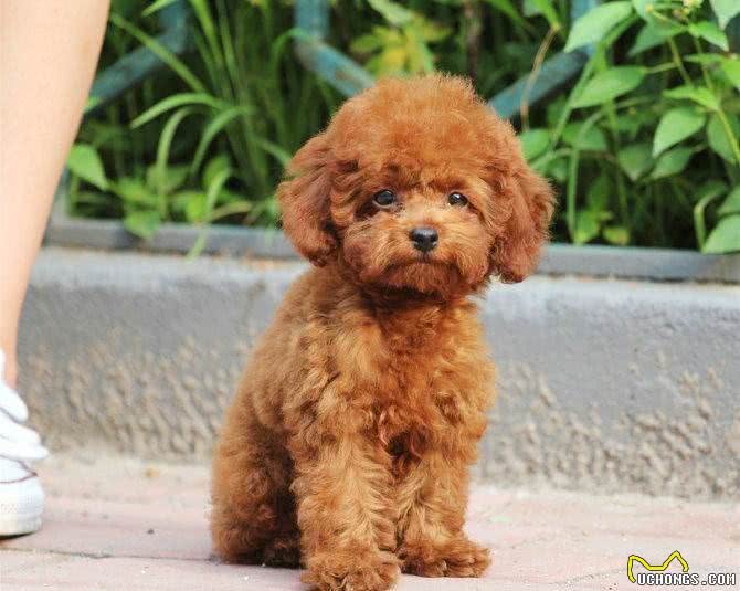 狗狗体型不同，喂养方面大有差异，狗粮选择有讲究