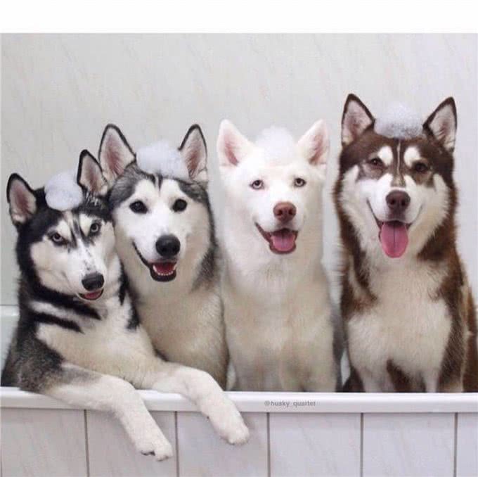 狗狗体型不同，喂养方面大有差异，狗粮选择有讲究