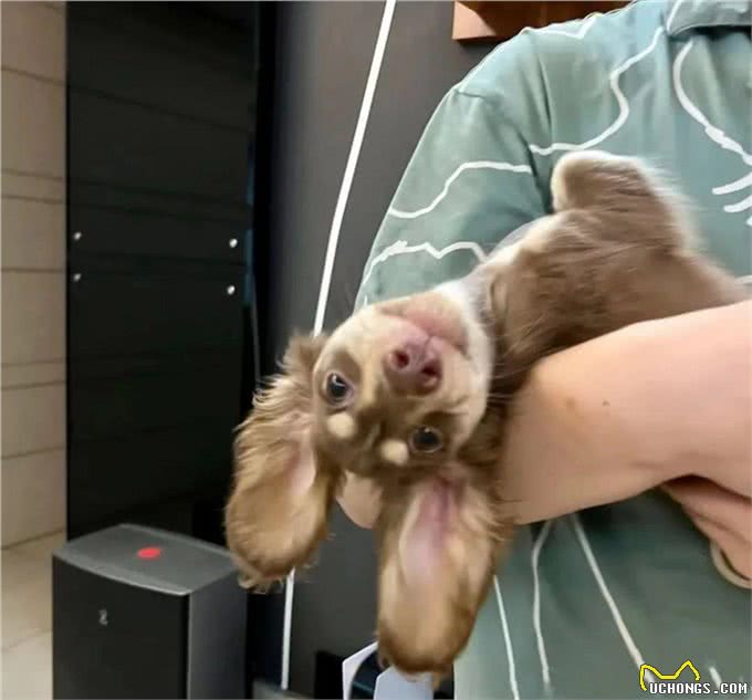 萌宠百科|迪士尼在逃狗狗腊肠犬攻略